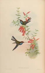Urochroa bougueri